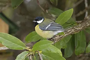 Great Tit (Parus major), Sieversen