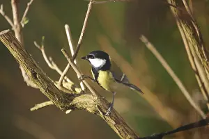 A great tit (Parus major) sitting on a branch