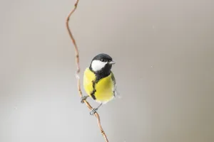 Great tit (Parus major) sitting on a branch
