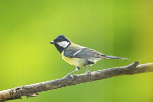 Great tit (Parus major) sitting on a branch