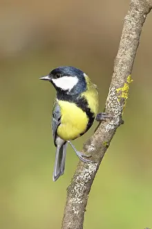 Great tit (Parus major), sitting on a branch