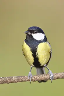 Great tit (Parus major), sitting on a branch