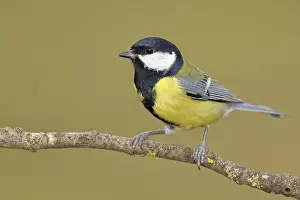 Great tit (Parus major), sitting on a branch