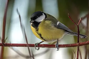 Great tit (Parus major), sitting on a branch