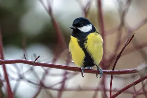 Great tit (Parus major), sitting on a branch