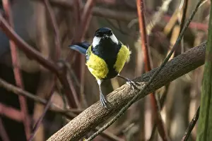 Great tit (Parus major), sitting on a branch