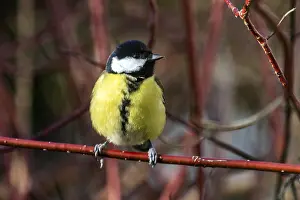 Great tit (Parus major), sitting on a branch