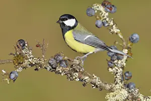 Great tit (Parus major), sitting on a branch in a blackthorn bush