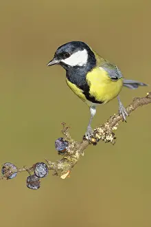 Great tit (Parus major), sitting on a branch in a blackthorn bush
