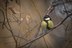 Great tit (Parus major) sitting on a branch in the forest in the evening light