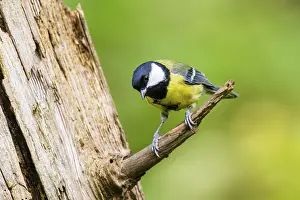 Great tit (Parus major) sitting on a branch of an old wrotten tree trunk at a swamp