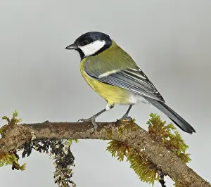 Great tit (Parus major), sitting on a branch overgrown with lichen and moss