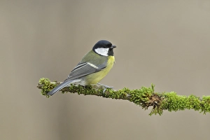 Great tit (Parus major), sitting on branch overgrown with moss