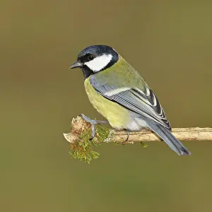 Great Tit (Parus major), sitting on a branch overgrown with moss and lichen