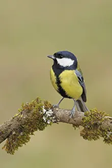 Great Tit (Parus major), sitting on a branch overgrown with moss and lichen