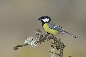 Great tit (Parus major), sitting on branch overgrown with reindeer lichen (Cladonia rangiferina)