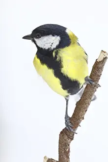 Great Tit (Parus major), sitting on a branch in front of a white background in winter