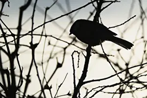 Great tit (Parus major) sitting in the bushes against the light