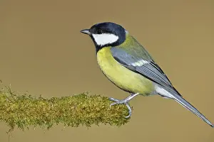 Great tit (Parus major), sitting on moss-covered dead wood