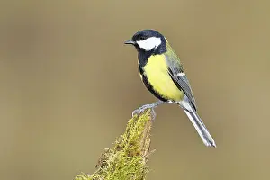 Great tit (Parus major) sitting on moss-covered dead wood
