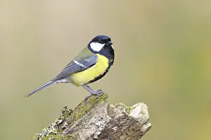 Great tit (Parus major) sitting on moss-covered dead wood