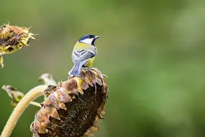 Great tit (Parus major) sitting on an old sunflower blossom with seeds inside