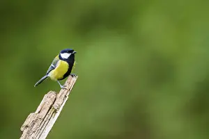 Great tit (Parus major) sitting on an old wrotten tree trunk at a swamp
