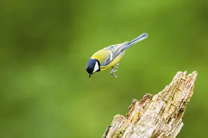 Great tit (Parus major) sitting on an old wrotten tree trunk at a swamp