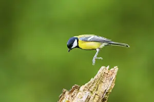 Great tit (Parus major) sitting on an old wrotten tree trunk at a swamp