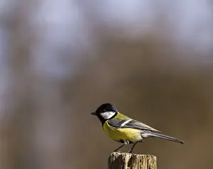 The Great Tit, Parus major, sitting on the top of a pole with soft natural forest background