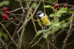 Great tit (Parus major), sitting in rose bush