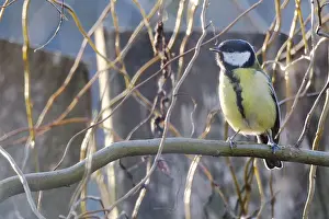 Great tit (Parus major) sitting in a shrub
