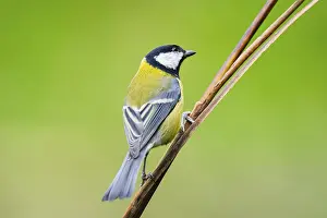 Great tit (Parus major) sitting on stem of a reed at a swamp