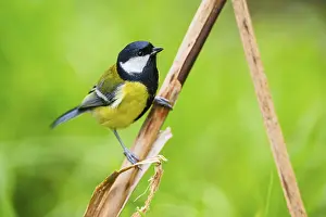 Great tit (Parus major) sitting on stem of a reed at a swamp