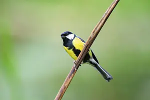 Great tit (Parus major) sitting on stem of a reed at a swamp
