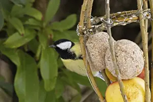 Great tit (Parus major), tit dumpling