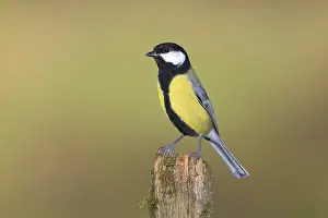Great tit (Parus major) on a tree stump