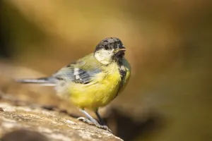 Great Tit (Parus major) at a water pool