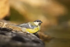 Great Tit (Parus major) at a water pool