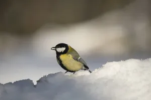Great tit (Parus major), at winter feeding site