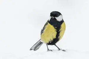 Framed Print : Great tit (Parus major) at the winter feeding site in the snow