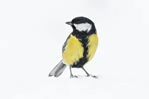 Great tit (Parus major) at the winter feeding site in the snow