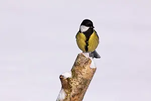 Great Tit (Parus major) in winter perched on a birch stump