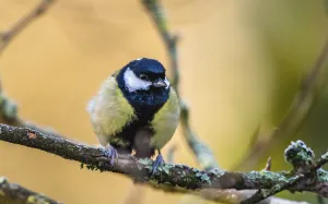 Great Tit (Parus major) in winter time
