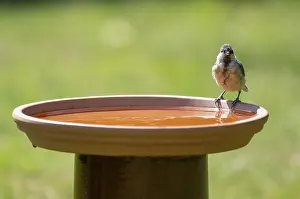 Great tit (Parus major), young bird at a bird bath