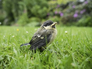 Great tit (Parus major) young bird in the garden on the lawn