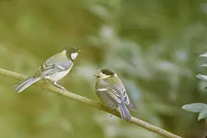 Great tits (Parus major) in the bushes