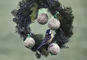 Great tits (Parus major) eating tit dumplings at the feeder