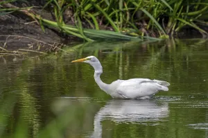 Great white egret
