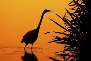 Category Wildlife DE Prints: Great white egret